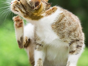 Intoleranca ali alergija na mačjo hrano - Kako pomagati svoji mački?