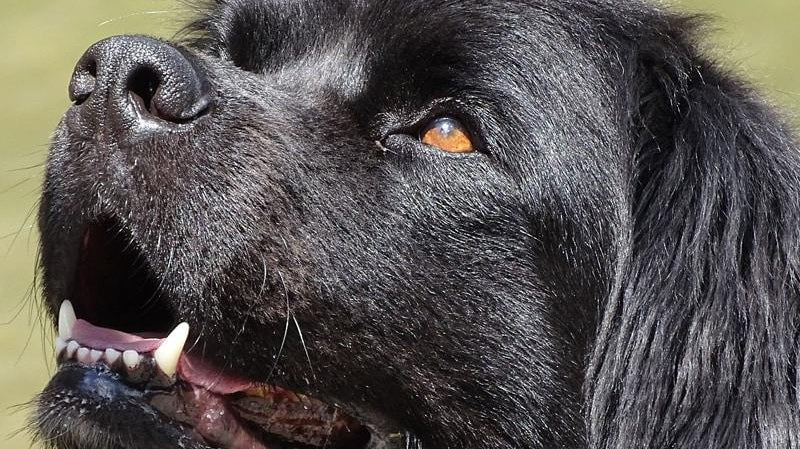 Vse o Novofundlandcu - Velikanski družinski pes z nežnim karakterjem