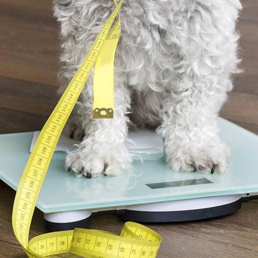Zdrava telesna teža psa: Ključ do dolgega in srečnega življenja