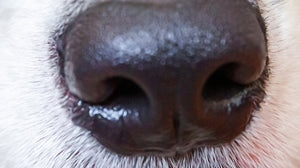 Izjemen pasji nos