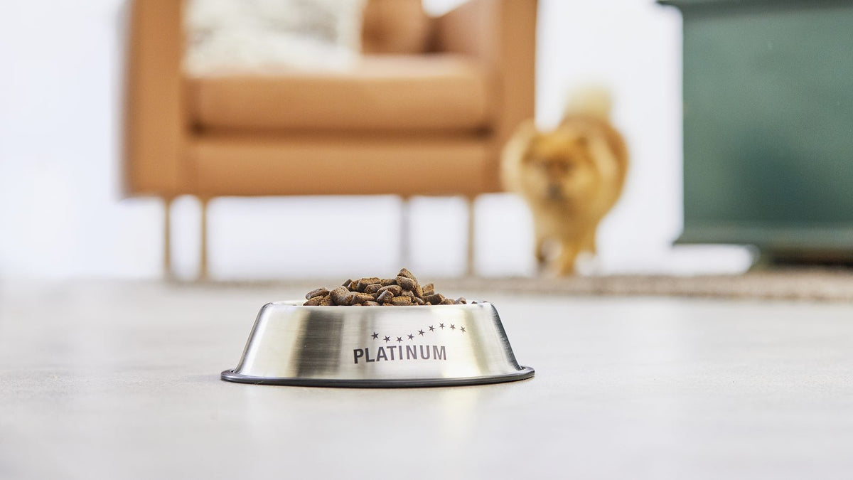 Skleda s porcijo suhe hrane PLATINUM, v ozadju prihaja pomeranec