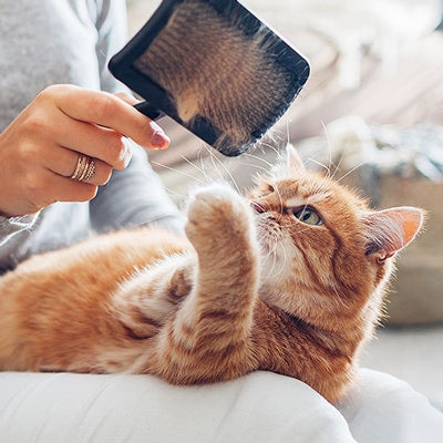 Nasveti za nego mačje dlake - je mačke res treba krtačiti?