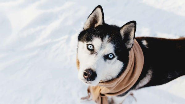 Kakšna tveganja prinaša zima za mojega psa in kako ga lahko zaščitim?