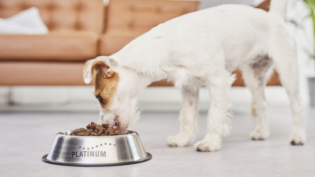 Jack russell terier mirno jé suho hrano iz sklede PLATINUM