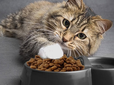Menjava mačje hrane - Triki in nasveti za uspešno menjavo!