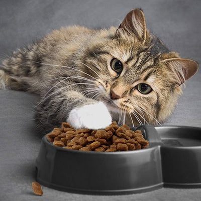Sprememba prehrane pri mačkah