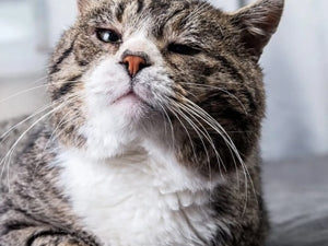 Hrana za starejše mačke: Ali potrebujejo posebno hrano?