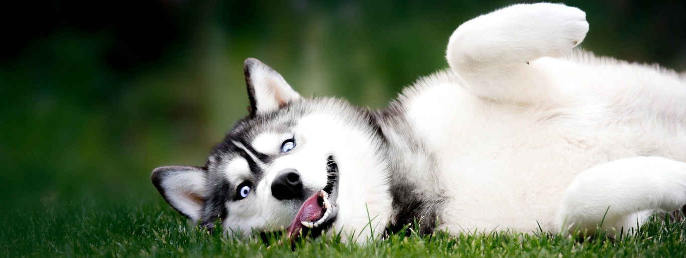 TELESNA GOVORICA PSA