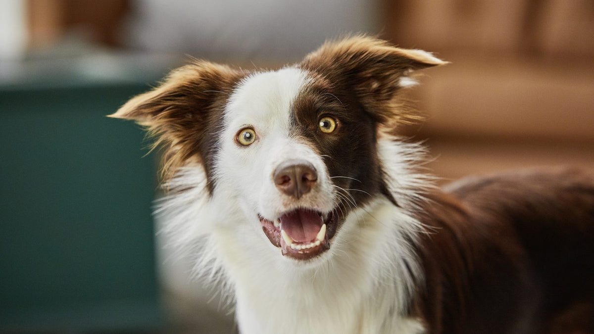 Border collie z odprtimi usti in vidnimi zobmi