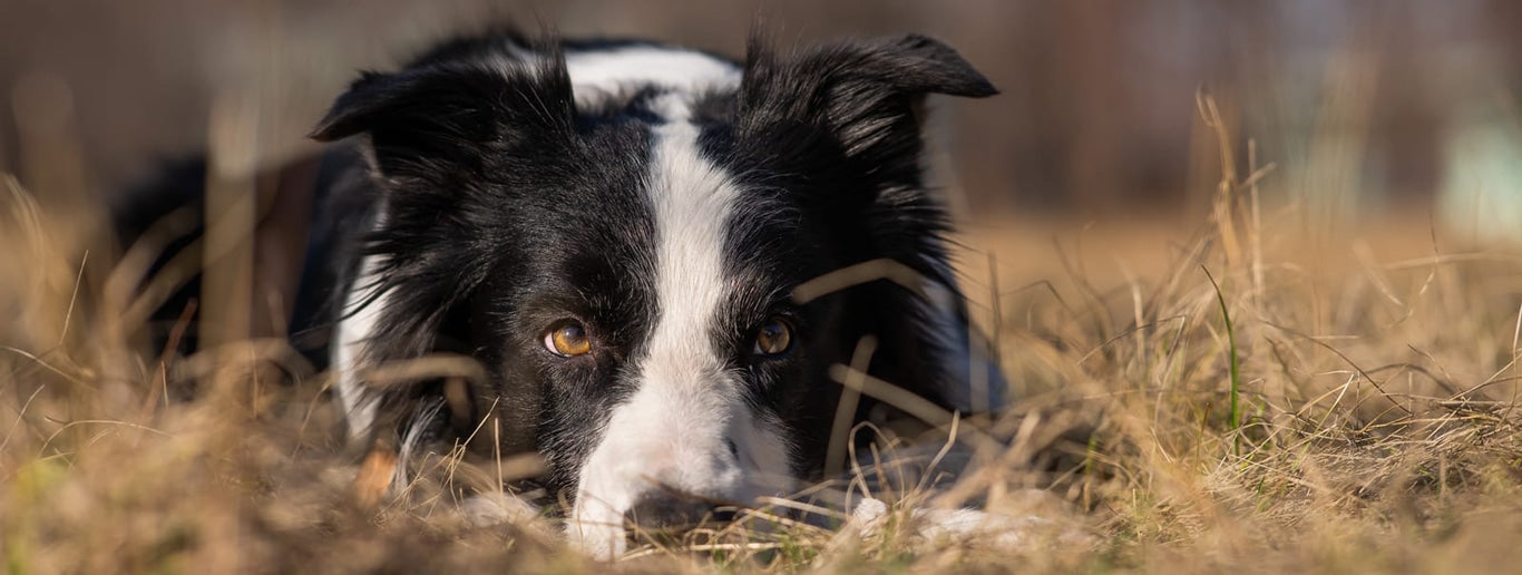 Borderski ovčar (Border Collie)