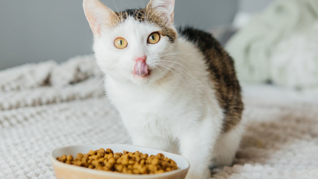Alergija na hrano ali intoleranca na hrano pri mačkah