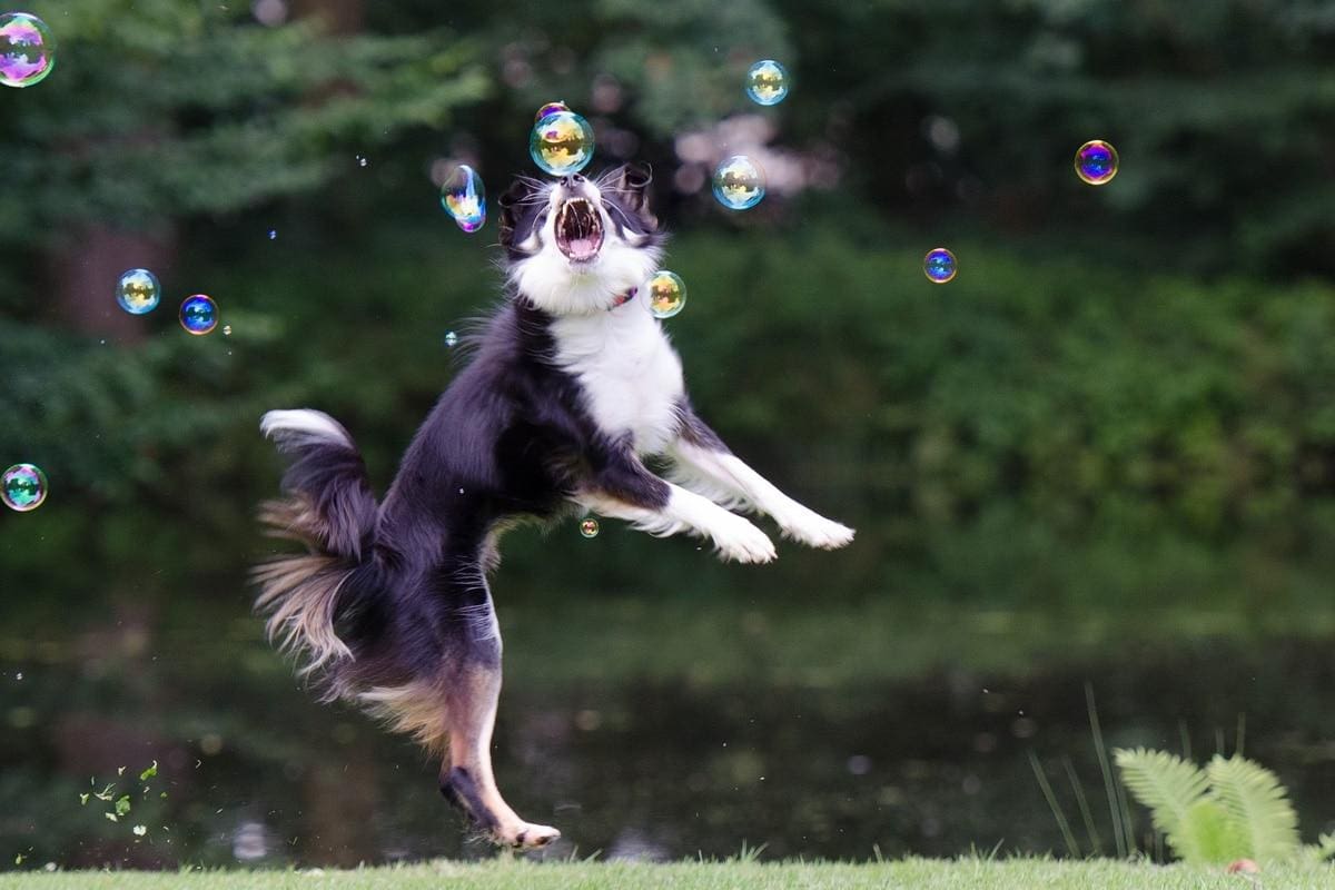 Borderski ovčar (Border Collie)