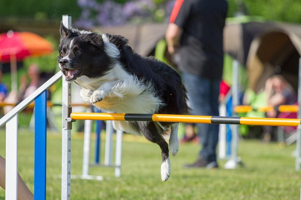 Borderski ovčar (Border Collie)