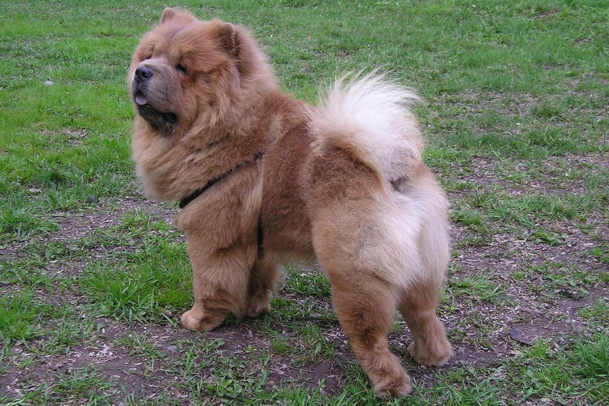 Chow Chow