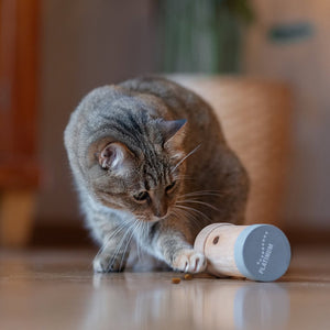 Mačka tabby se igra s PLATINUM Activity Snack Roll za mačke: V njej mačka s pomočjo svoje tačke dobi drobtine iz igrače in uživa v dodatni duševni stimulaciji.