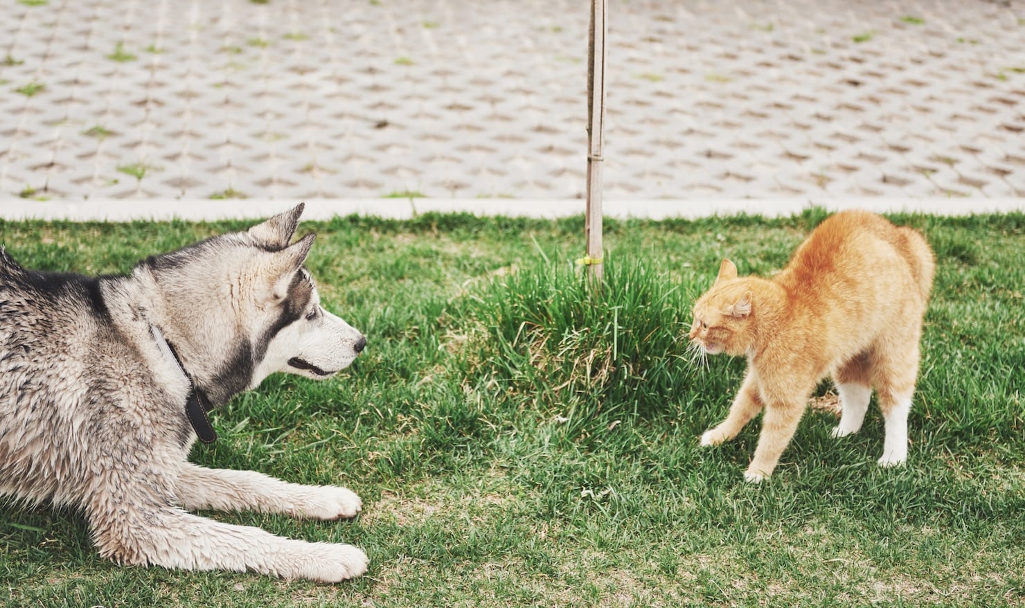Navajanje mačke in psa drug na drugega: različna telesna govorica 