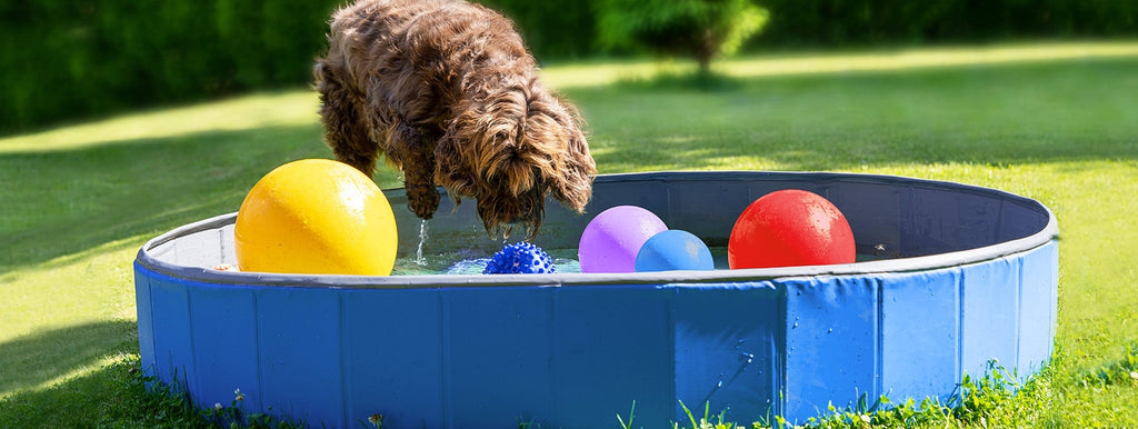 Vodne igre za pse